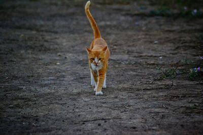 Portrait of cat