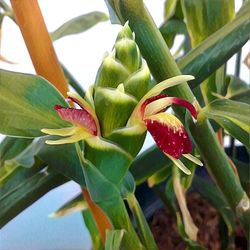 Close-up of plant with red leaves