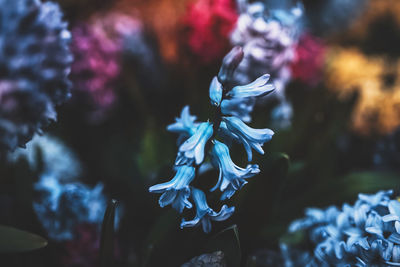 Close-up of purple flowering plant