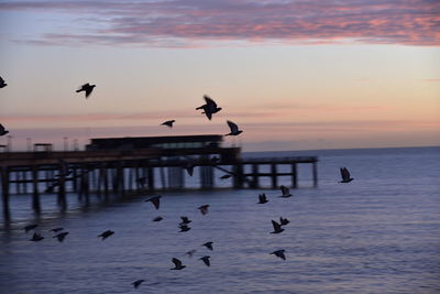 Birds flying past deal pier early morning
