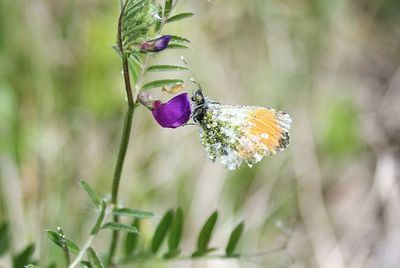 Close-up of butterfly pollinating on flower