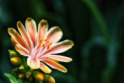 Close-up of flower blooming outdoors