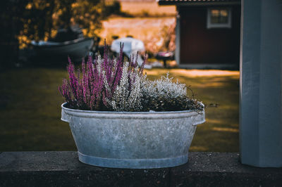 Close-up of potted plant