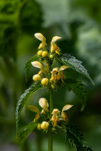 Close-up of yellow flowering plant