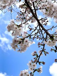 Low angle view of cherry blossoms in spring