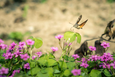 Close-up of insect on pink flowers