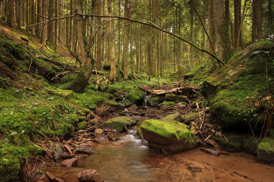 Stream flowing through rocks in forest