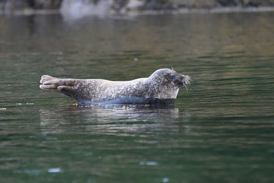 View of a dog in lake