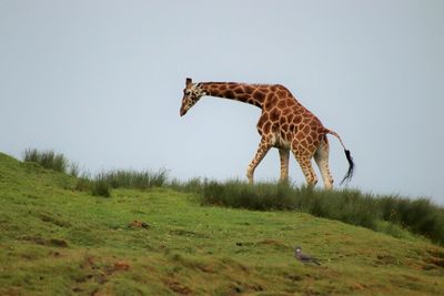 Side view of giraffe on field against sky