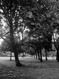 Trees in park