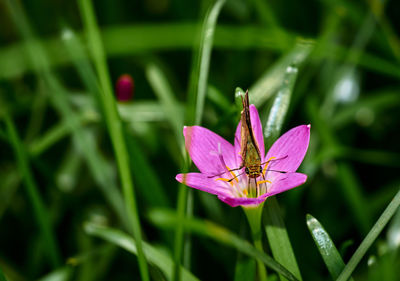 Close-up of insect on pink flower