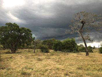 Trees on field against sky