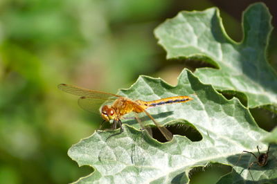 Close-up of butterfly pollinating on leaf