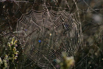 Close-up of chainlink fence