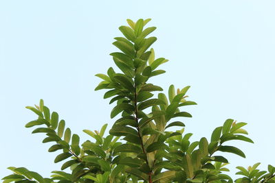 Low angle view of plant against clear sky