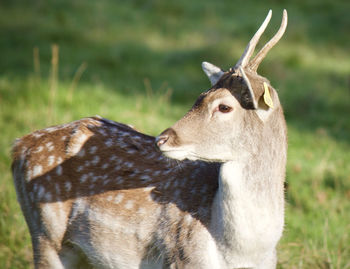 Close-up portrait of deer on field