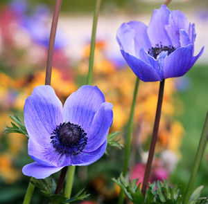 Close-up of purple crocus flower