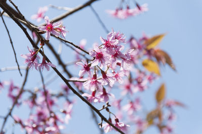 Low angle view of pink flowers growing on tree against blue sky during sunny day