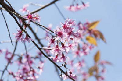 Close-up of pink flowers