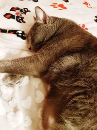 High angle view of cat sleeping on bed