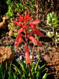 plant