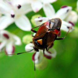 Close-up of insect on flower