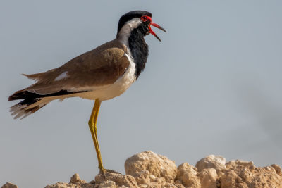 Close-up of bird perching on rock