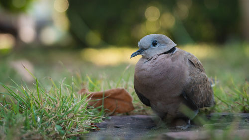 Close-up of a bird on field