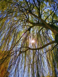 Low angle view of tree