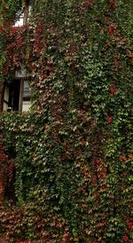 Close-up of ivy growing on tree