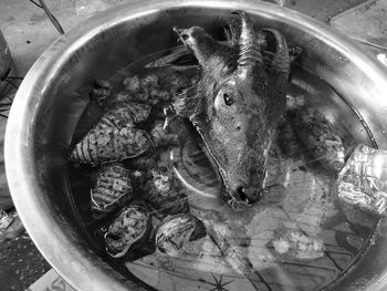 High angle view of goat head in container with water