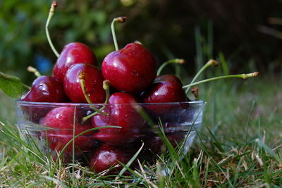 Close-up of apples on plant in field