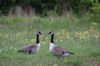 Canada geese  in a field