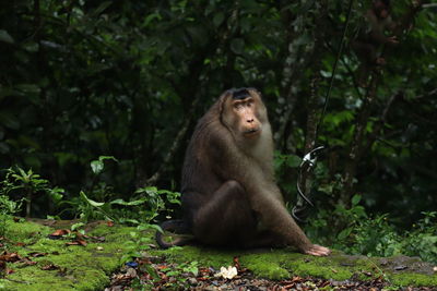 Monkey sitting on land by trees in forest