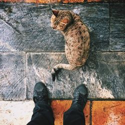 Low section of man standing with dog