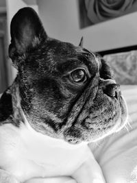 Close-up of a dog looking away