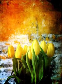 Close-up of yellow flowers