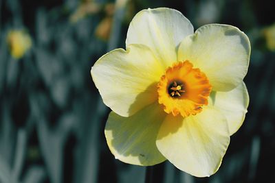 Close-up of yellow daffodil flower