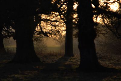 Silhouette of trees on landscape