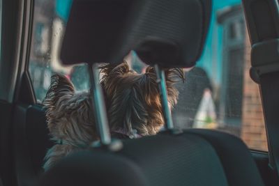 Rear view of dog in car