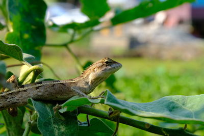 Close-up of a lizard on leaf