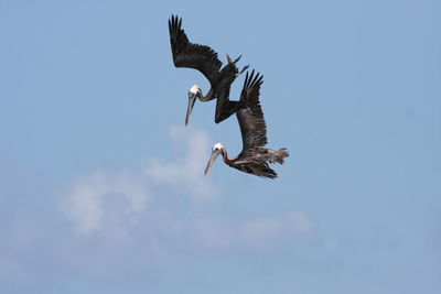 Low angle view of pelicans flying against blue sky
