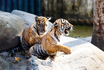 Close-up of tiger