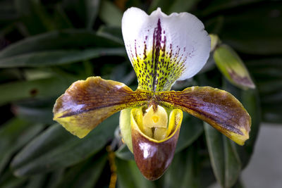 Close-up of purple lily blooming outdoors