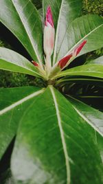 Close-up of leaves