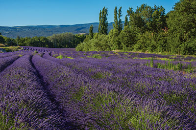 View of field of lavender flowers near the village of roussillon, in the french provence.