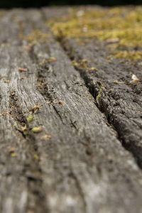 Close-up of tree trunk
