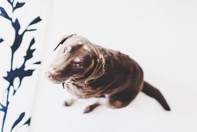 High angle portrait of dog