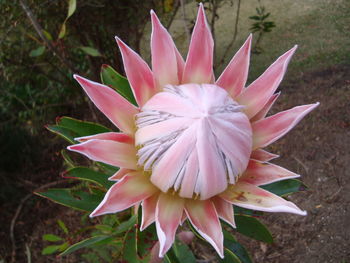 Close-up of pink flowers