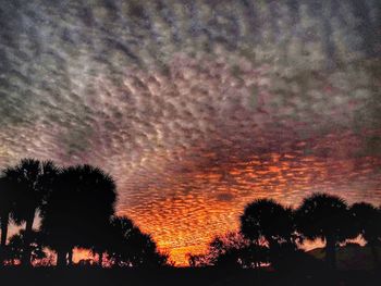 Silhouette of trees at sunset